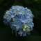 お気に入りな紫陽花..