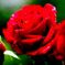 濡れる薔薇