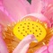 古代の森　ハス