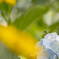 梅雨の花見