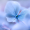 紫陽花づくし　16