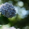 老齢の紫陽花