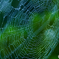Web
