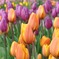 チューリップ