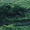 深緑