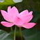蓮華