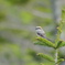 赤蝦夷松に百舌鳥（アカエゾマツにモズ）