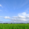 あの夏の空