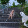 ユリと愛犬