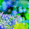 紫陽花づくし　20