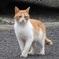 182 港ねこ 2024-4-17
