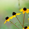 Rudbeckia