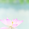 姉に憧れて