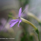 家の花099