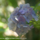 近くの公園の花040