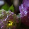 ほたると紫陽花