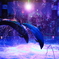 dolphin-show