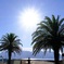 眩しい夏の太陽とパームツリー