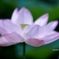蓮華