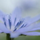 青紫の花２