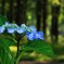 夏の紫陽花