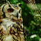 Eagle Owl