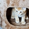 猫のいる日々（fuu）