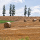 マイルドセブンの丘、小麦刈り。