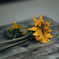 枯れた花にも華がある