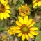 「sunflower」 (4.5M pixel, digital)