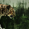 Amur leopard -RAW-