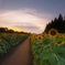 夕暮れのひまわり畑道