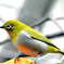 野山の鳥  メジ君