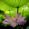 蓮の花