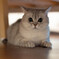fat cat