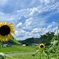 里山の夏