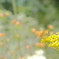 Patrinia scabiosifolia