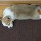 ぐた犬