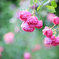 2024/06/14 Rose collection ♡ 15