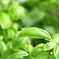 Basil