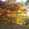 夕日と紅葉