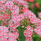 夏のお花