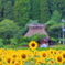 夏美山