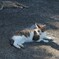 朝の猫