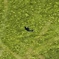 Insect 1