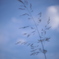 夏