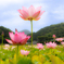 ヤマサ蒲鉾 蓮の花苑 6