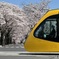 LRTと桜