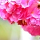 薔薇