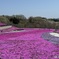 芝桜